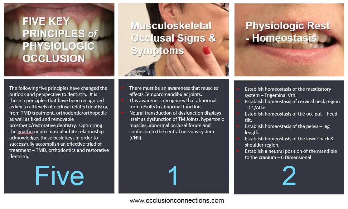 Straight Teeth and Occlusion